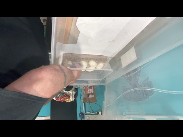 Clutch #7 with 7 good eggs from our Ghi mojave x super vanilla poss hurricane