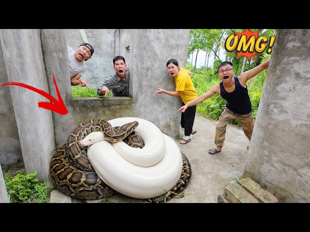 Brave Expert Use High-Tech Snake Detector to Discover Giant White Python Nest