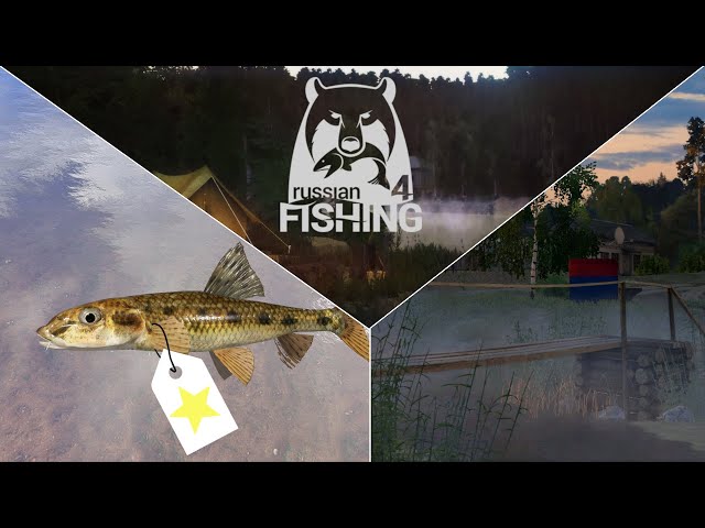 Trophyjagd Gründling - Ehrenfischer Windenbach | Russian Fishing 4