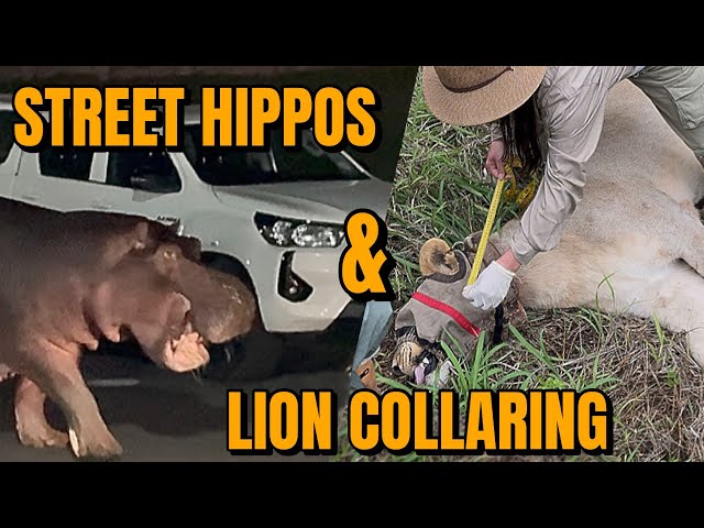 Hippos and warthogs just roam the streets!! South Africa safari- part 3 