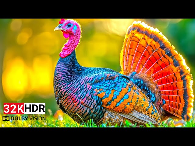 Best of Dolby Vision 32K HDR 240fps | 4K Video Earth (4K/8K TV)