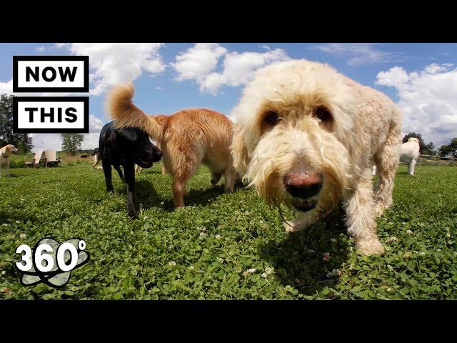 Lucky Puppy Doggy Daycare | Unframed by Gear 360 | NowThis