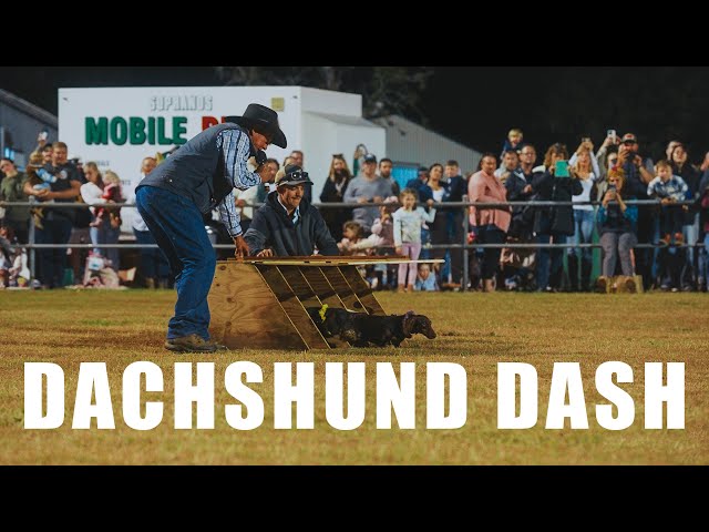 Kalbar Show's annual Dachshund Dash