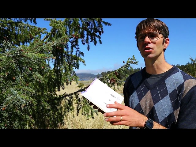 Conifer ID and ethnobotany of the Pacific Northwest