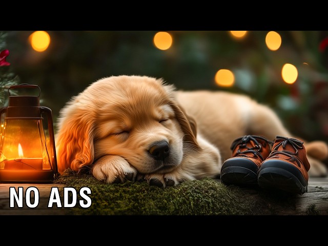 12 Hours Of Healing Dog Music 🎵 Relaxing Music for Puppies 🐕🦴 Gentle Anxiety Relief Music 🐾