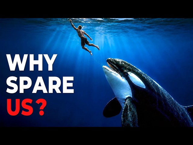 Why The Deadliest Predator in the Ocean Refuses to Kill Us