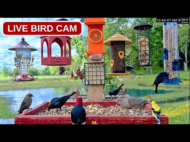 LIVE Bird Feeder Cam 24/7 🐦 Cardinals, Blue Jays, Woodpeckers & More