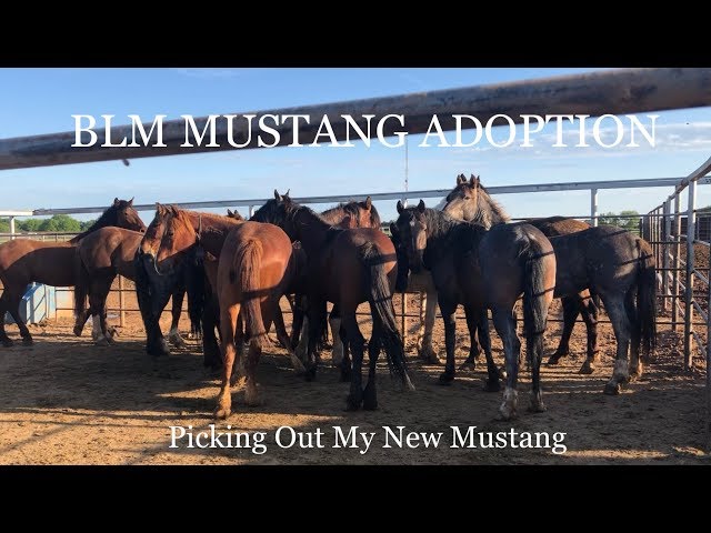 BLM MUSTANG ADOPTION | Picking Out My New Mustang