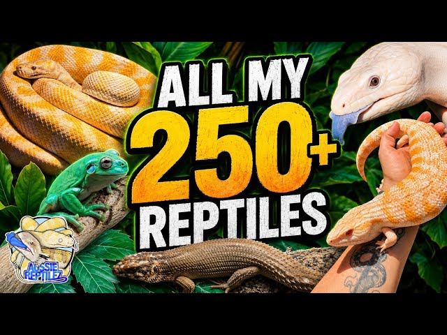 My 250+ PET Reptiles!! 