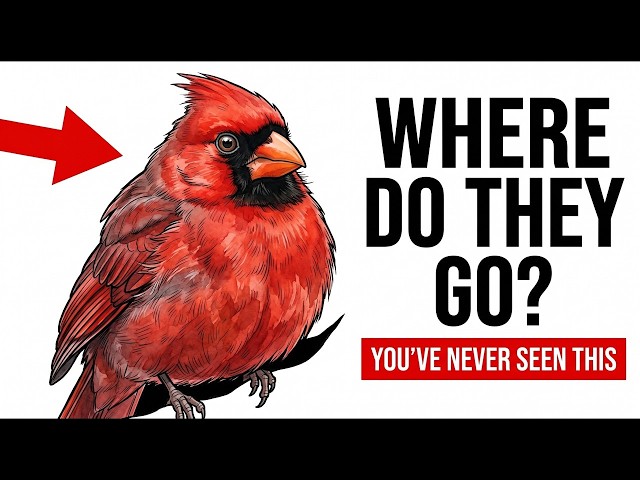 What Happens to Your Birds at Night — You've Never Seen This