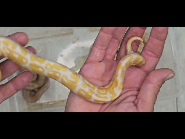 Ball Python Clutch 2026-04 Update 