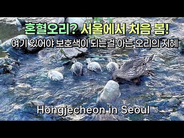 요즘 청계천에선 더이상 볼 수 없는 아가들이 여긴 지천입니다ㅣ흰색털 오리의 정체!!?