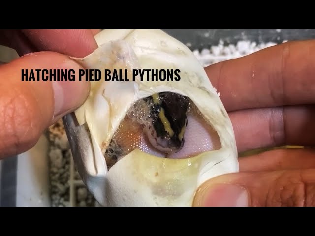 Hatching Pied Ball Pythons