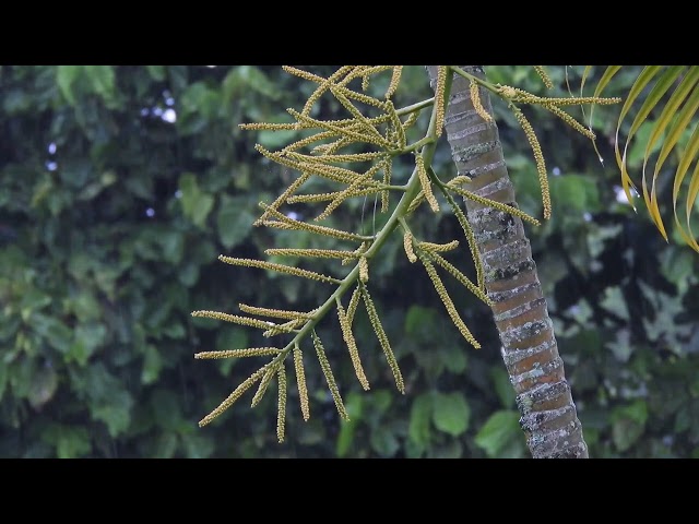 Cinematic Actual Rain Footages - High Definition Video