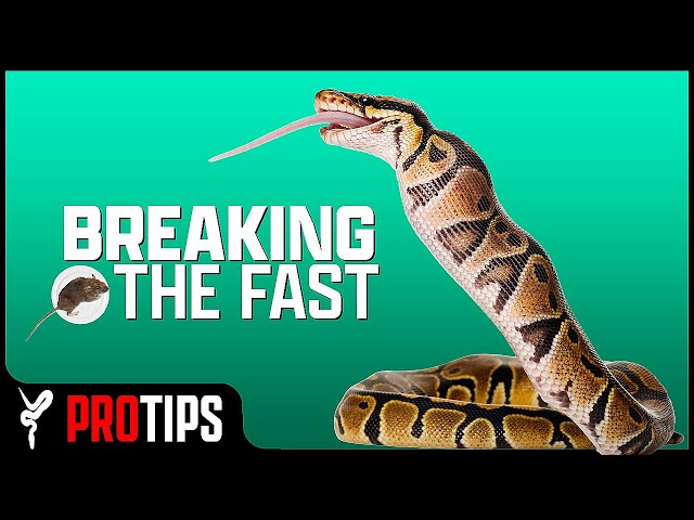 My #1 Tip for Getting Ball Pythons to Eat!