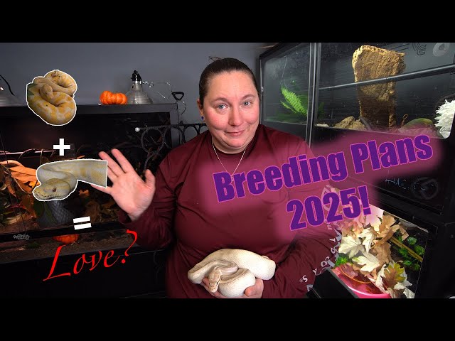 Snake Breeding Plans 2025!