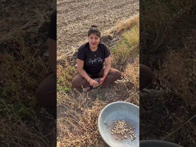 ચણા ધોકાવીને કાઢવા પડે એમ છે||AATLA CHANA NE DHOKAVA PADE AMA THESAR NA AAVE