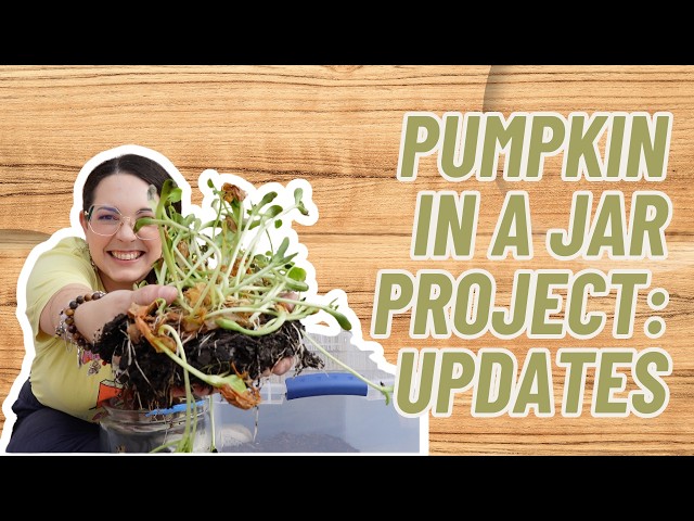 Pumpkin in a Jar Project: The Update