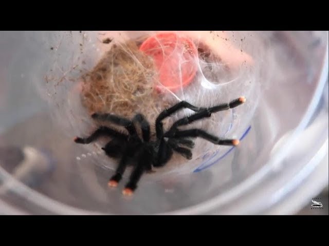Criadero De Tarantulas, Entrevista A Shamash (Acromántula) Parte 1