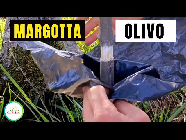 Olive Layering - How to Multiply an Olive Tree for Free