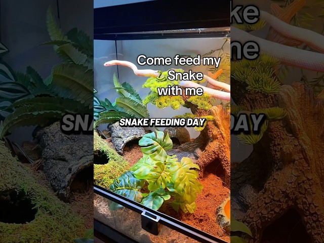 Snake feeding day! #snake #feeding #fyp #pov #aquarium #pets #shorts #exotic