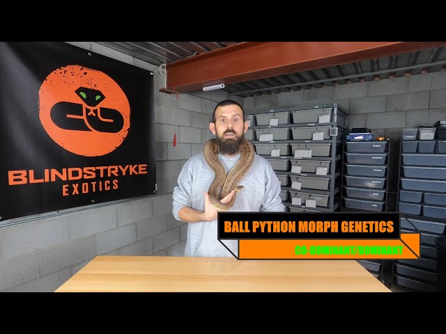 BALL PYTHON MORPH GENETICS for DUMMIES - Co-Dominant & Dominant Genes
