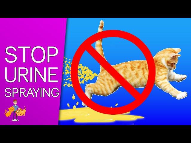 How to STOP Your Cat Spraying Everywhere: 9 tips for success!