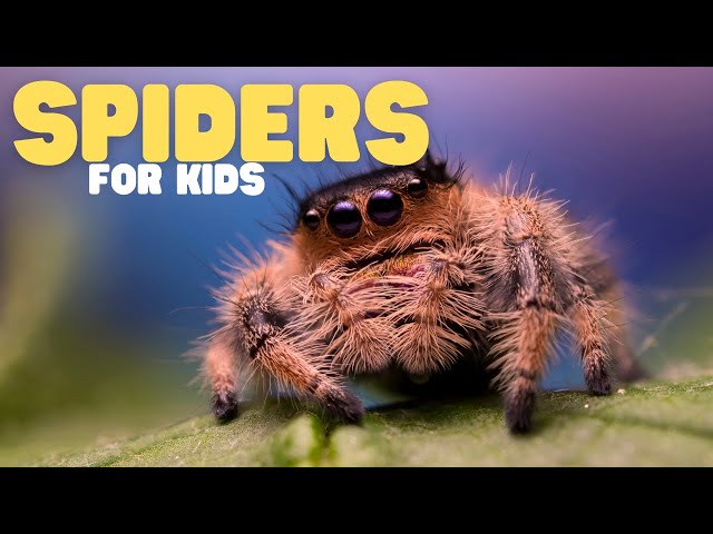 Spiders for Kids | Learn all about these amazing arachnids!