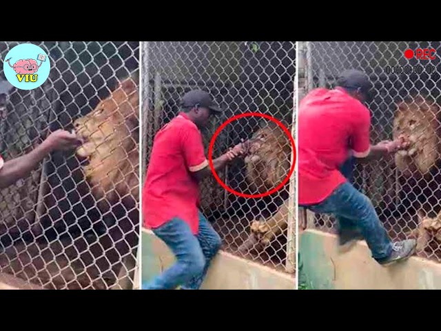 250 MOST TERRIFYING ANIMAL ATTACKS Ever Caught on Camera | Wild Animals Invading People’s Homes