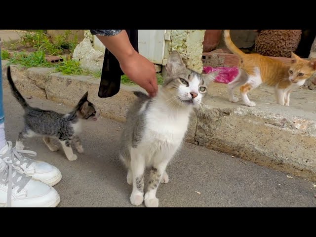 After a calico kitten was adopted, Mama Cat adopted a ginger kitten.
