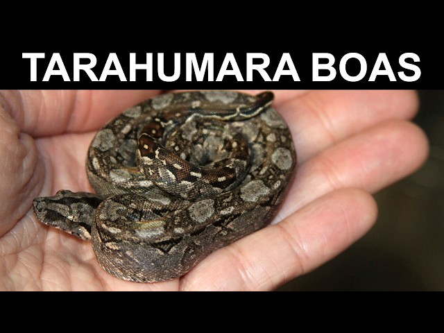 Actualización de la camada de boas enanas Tarahumara