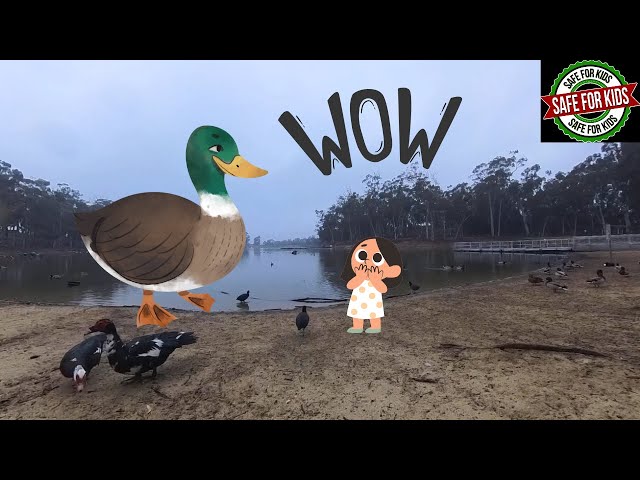 Kid Safe:  Ducks at a Pond