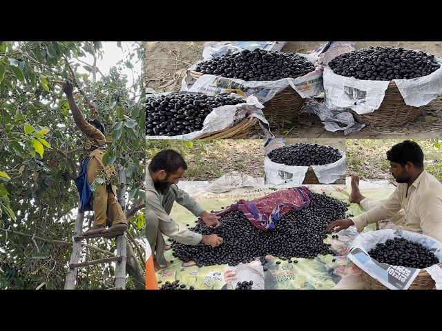 Dangerous Jamun Harvesting | Black Java Plum Packing Method in the Village | Benefits of Jamun