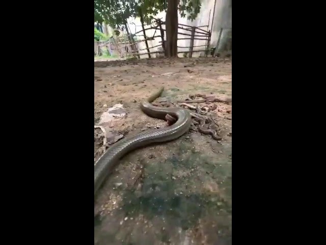 Snake watch till anshu gardanin1234