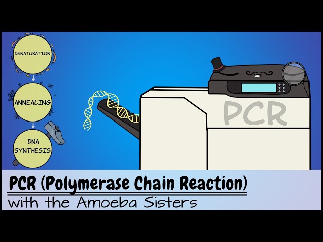 PCR (Polymerase Chain Reaction)