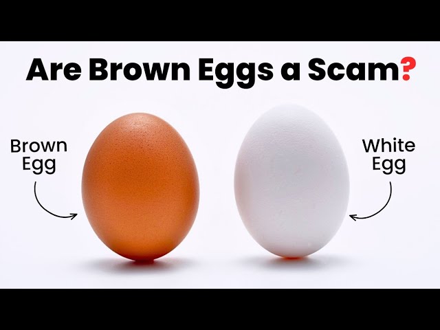 The Real Reason Brown Eggs Cost More Than White Eggs
