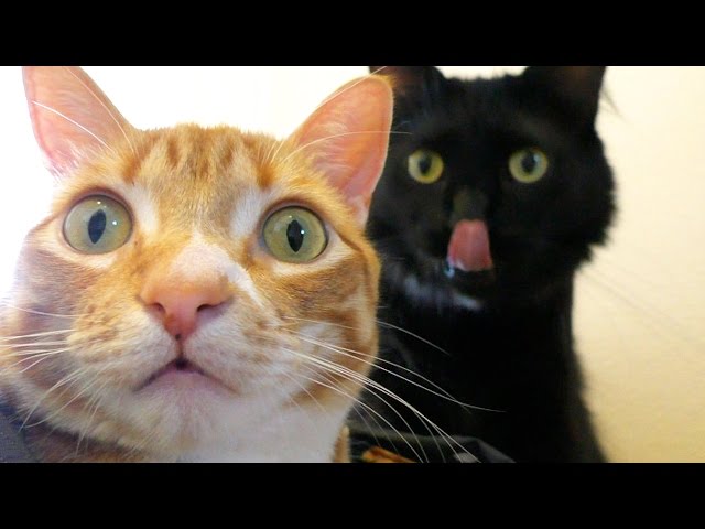 CAT LOGIC 3