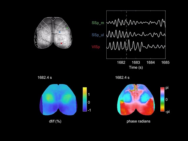 Brain-wide topographic coordination of rotating waves