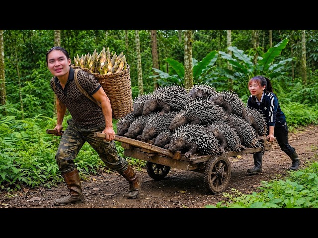 Trapping Wild Porcupines Deep in the Dangerous Forest – Bringing Them Home to Raise! | Survival