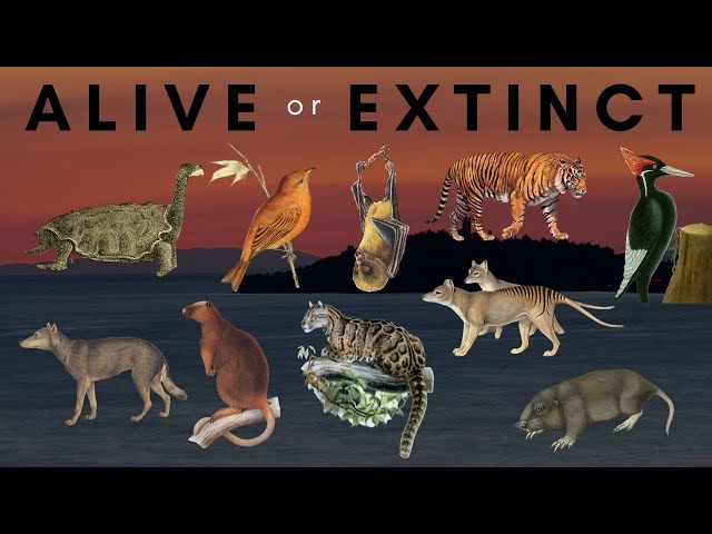 Are These "Extinct" Species Still Out There?