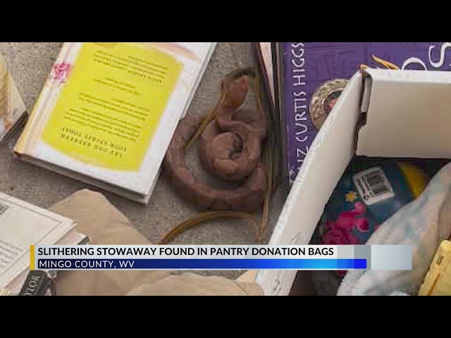 Mingo County pantry workers find venomous snake in donation bag