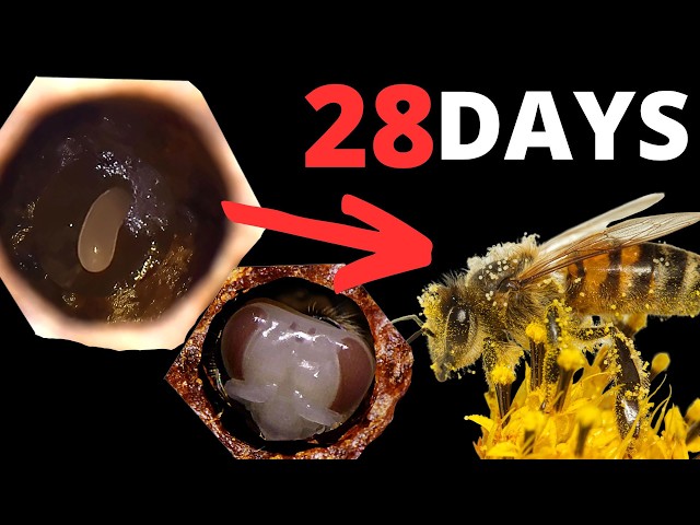Incredible EGG to BEE Transformation Time-Lapse!