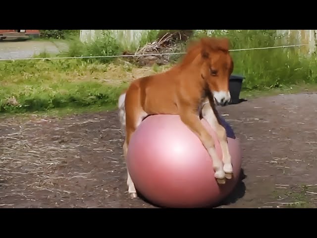 I Wanted a Majestic Horse, But God Sent Me a Comedian 🤣