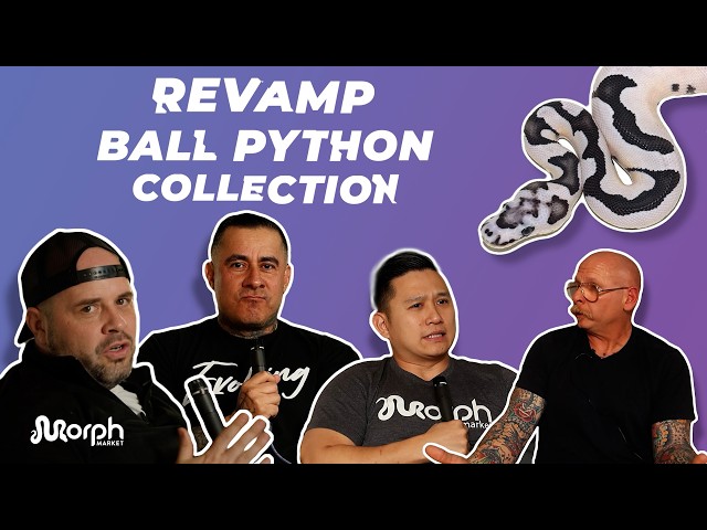 Before You REVAMP a Ball Python Collection... | #ballpython #snake #reptiles