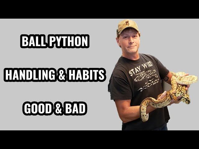 Ball Python Handling Tips & Habits *Good & Bad*