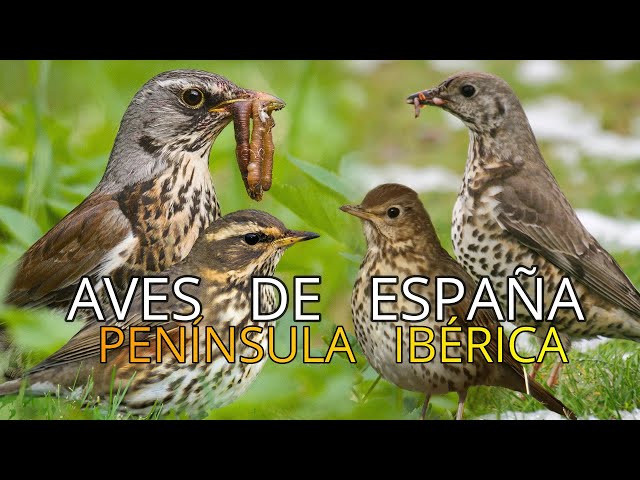 Birds of Spain | Short Documentaries | Thrushes 🐦 | Species | Subspecies and Endemics.