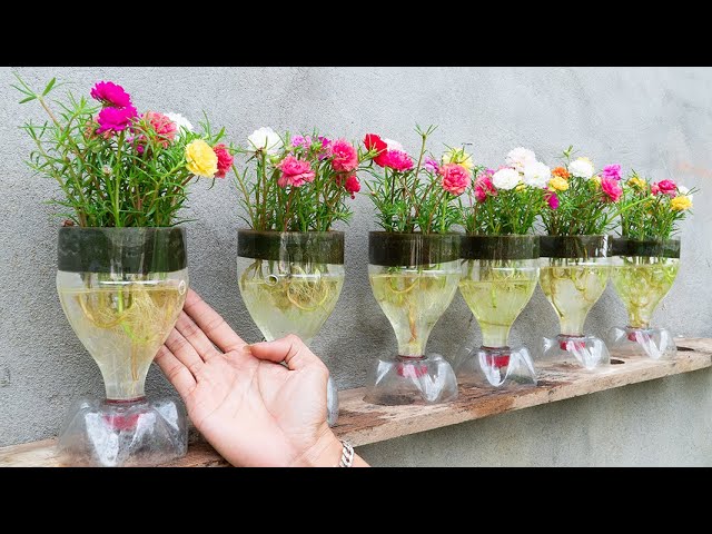 Creative Ideas, Recycle Plastic Bottles To Make Beautiful Portulaca (Moss) Pots For Your Home