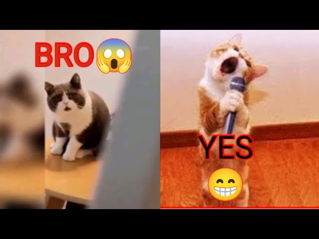 FUNNY😹 REACTION Video part 1  #PETS FUN 😊/