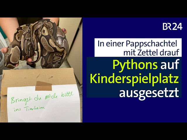 Pythons auf Kinderspielplatz ausgesetzt | Abendschau | BR24