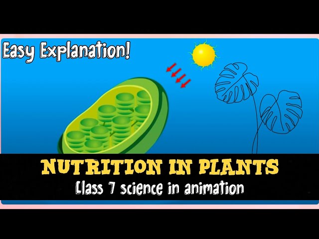 Nutrition In Plants | Class 7 Science Chapter 1 ONE SHOT | NCERT Animation [Easy Explanation]